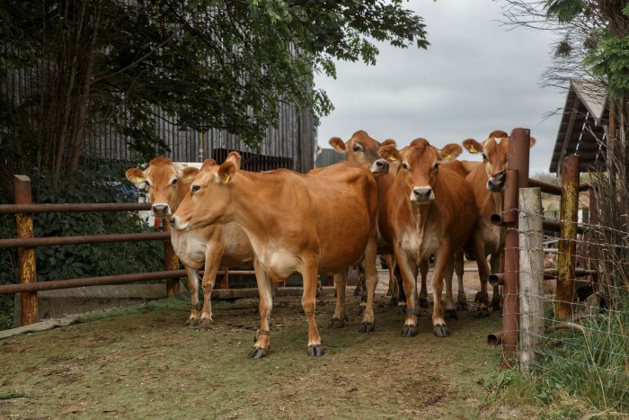 Cows entering a field through a gate