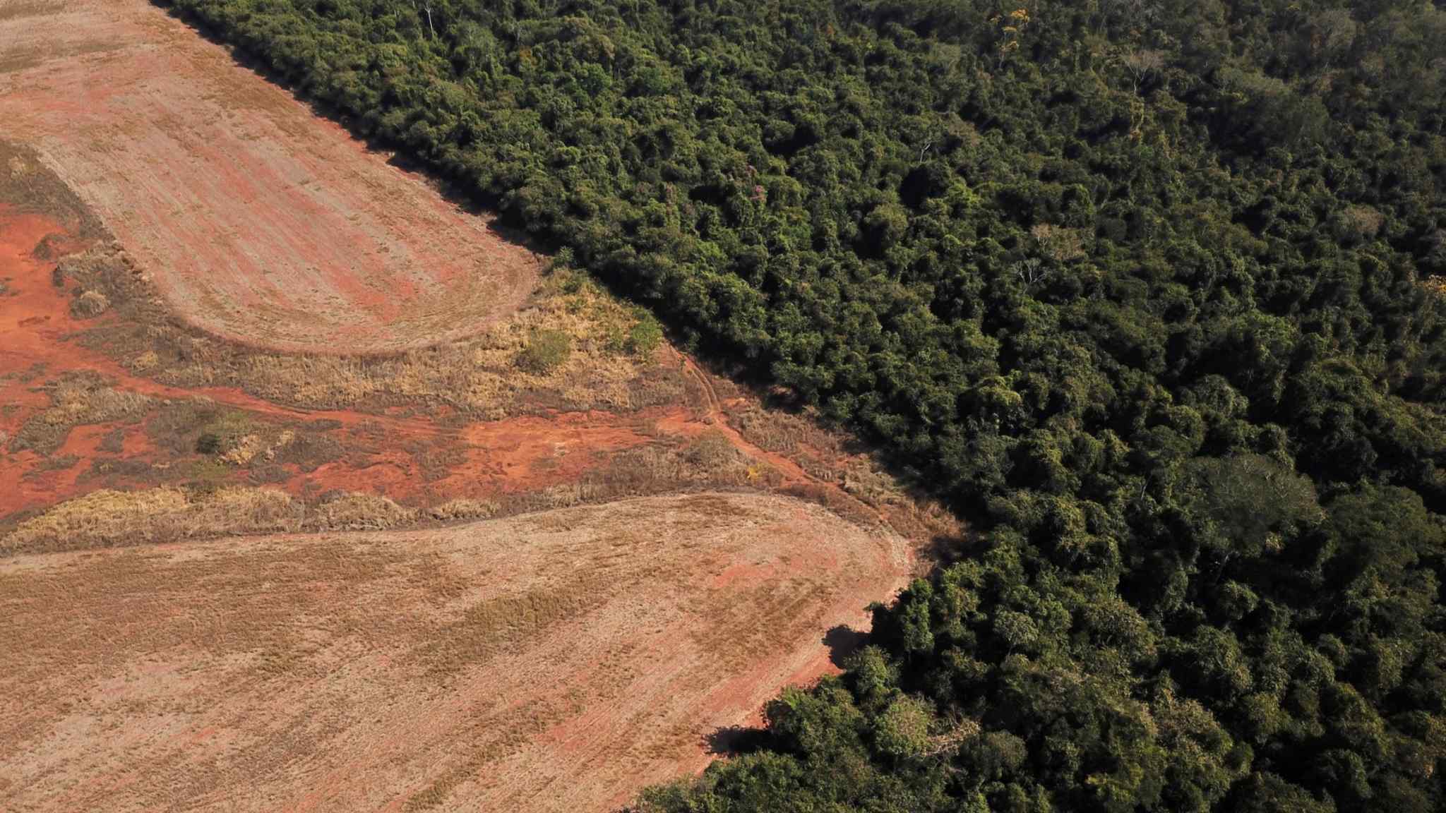 EU deforestation law triggers ire of its trading partners 
