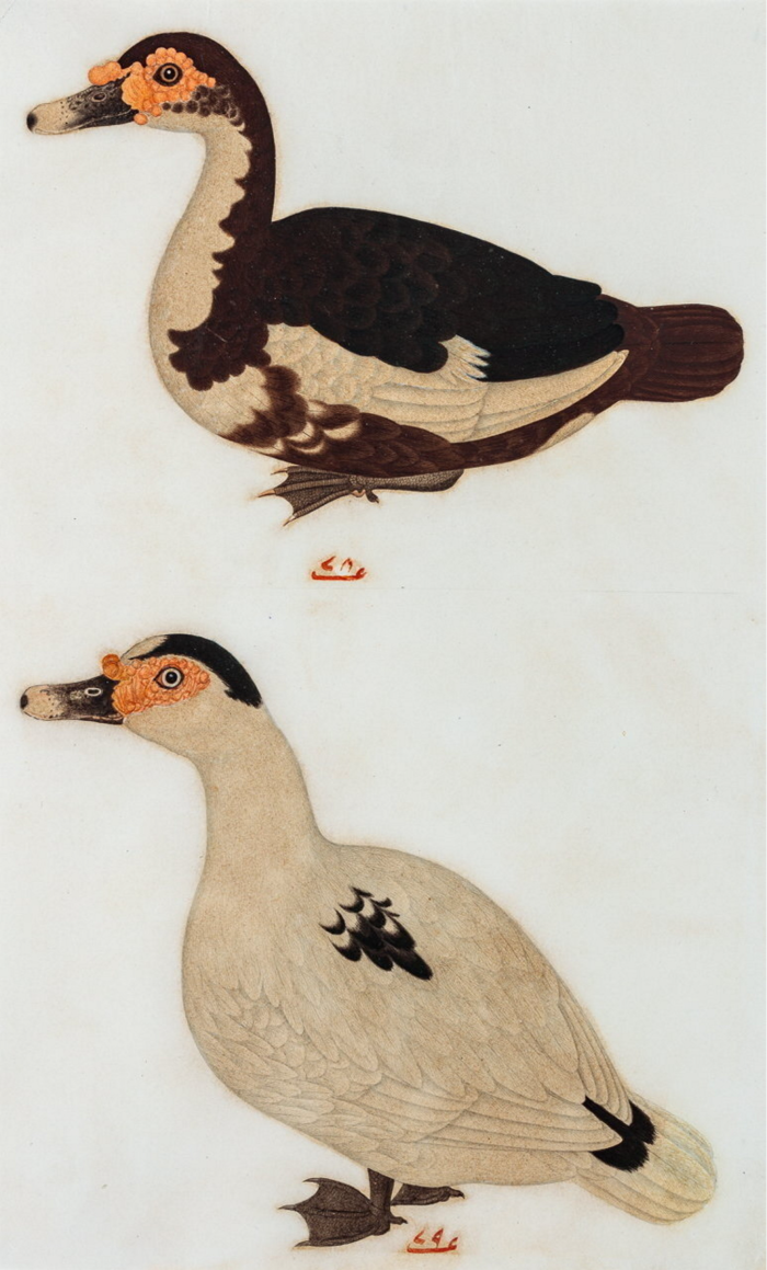 Watercolor of two ducks