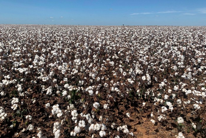 Cotton plants in Cerrado. While a 2012 law forces private landholders in the Amazon to preserve 80% of native vegetation, in the Cerrado it is just 20 to 35%
