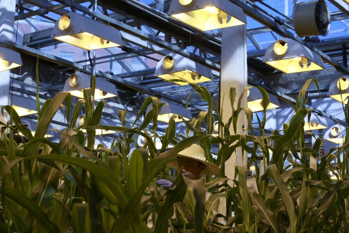 A greenhouse at a Syngenta biotechnology center in Beijing