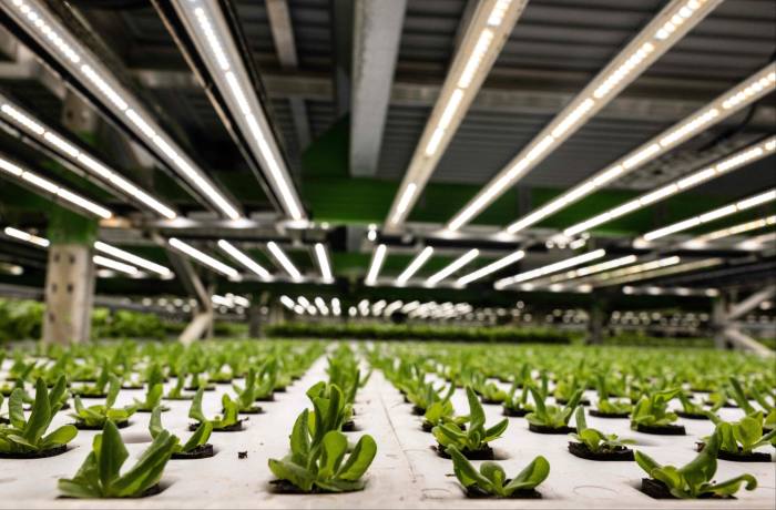 Lettuce grows under artificial lights on an automated growing rack at a Bowery farm in Nottingham, Maryland