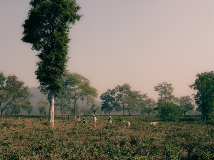 Tea pickers at work in a plantation