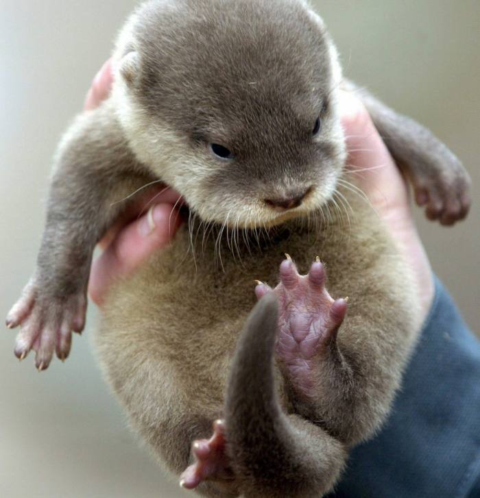 A baby otter being held up by its keeper