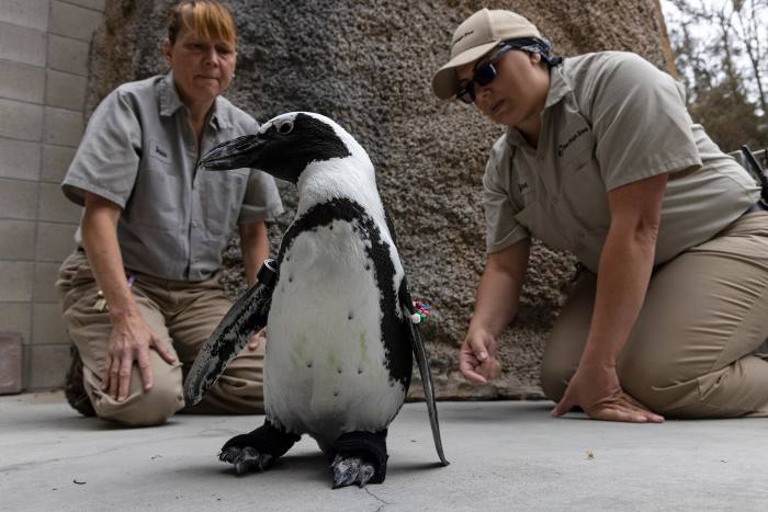 A penguin wearing a custom orthopedic boot