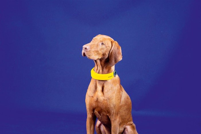 Invoxia Smart Dog Collar, £99 plus ett månadsabonnemang på £12,99