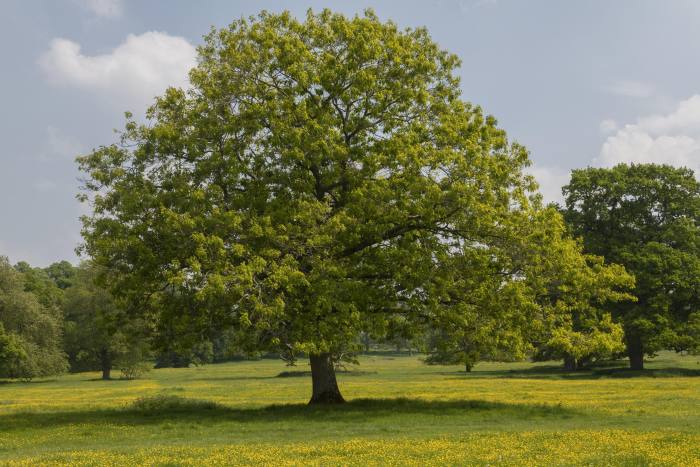 Pin oak, Quercus palustris, in parkland at Montacute House, Somerset