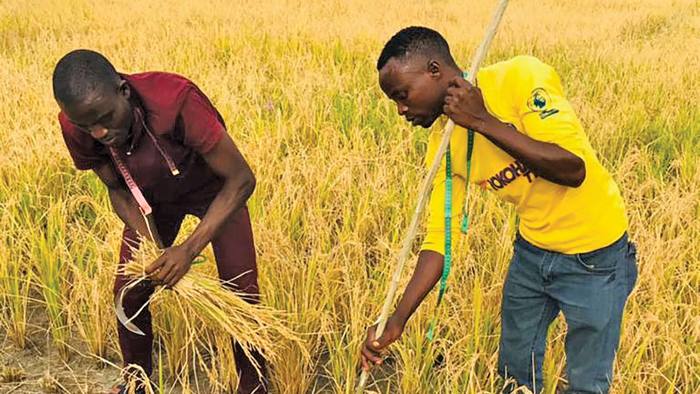 One team of researchers helped Tanzanian farmers manage financial risk