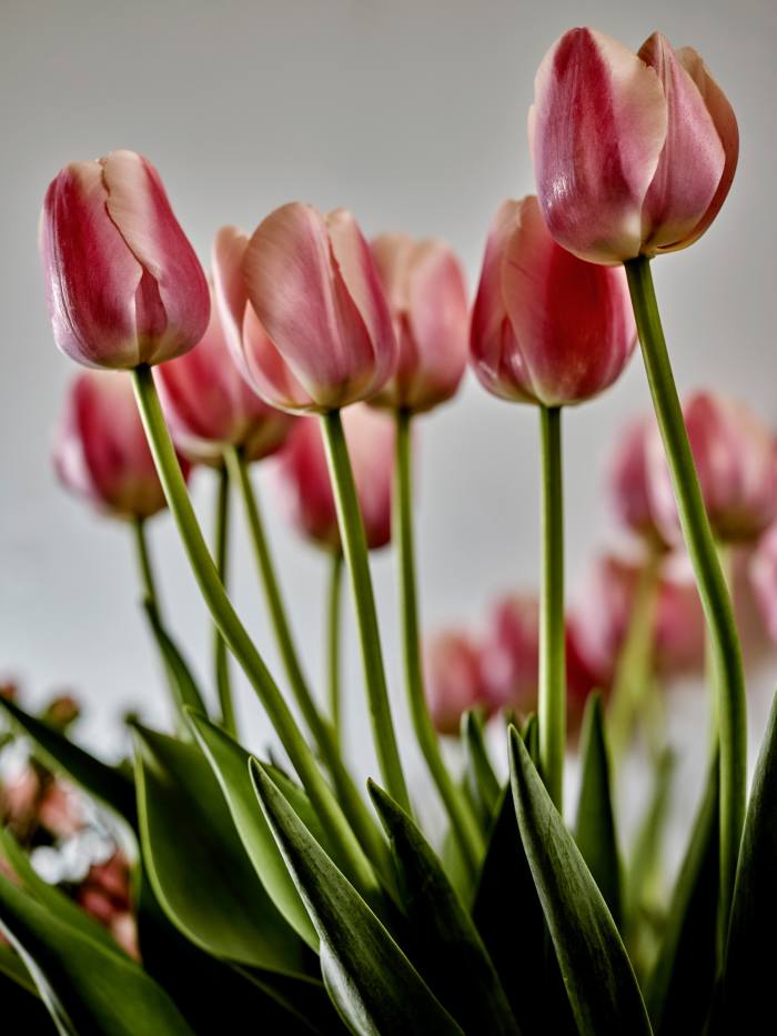 French tulips