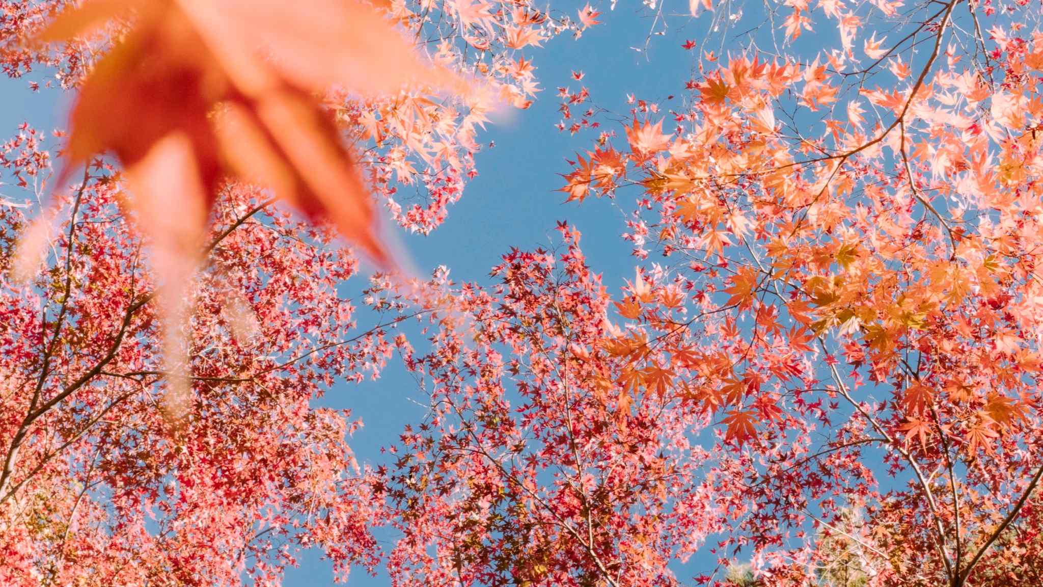 Autumn in Tokyo: a photo essay