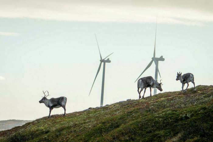 Reindeer graze silhouetted against giant wind turbines
