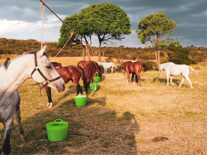 Un groupe de chevaux fait la queue avec des seaux de nourriture vert vif à côté de chacun