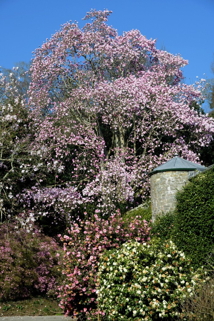 Blossoms at Caerhays Castle and Gardens, Cornwall