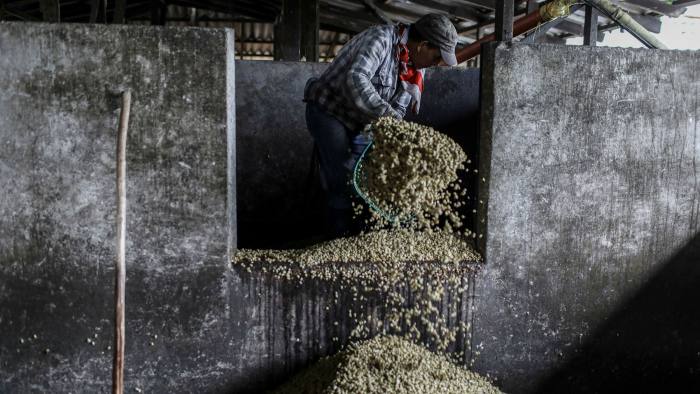 Worker loads coffee beans at a processing plant 