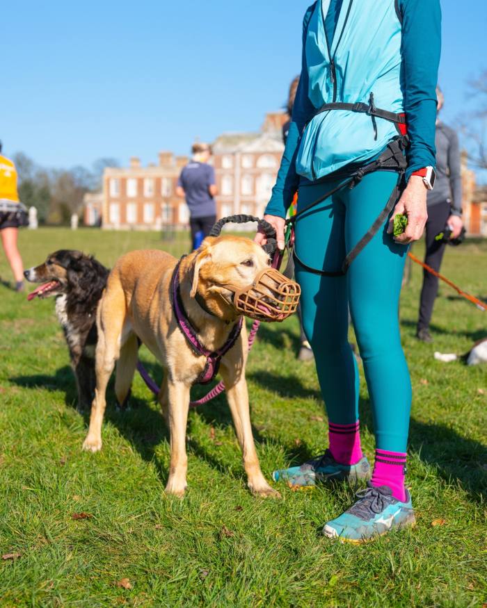 A female runner holding the lead of her golden labrador on grass in front of Wimpole Hall