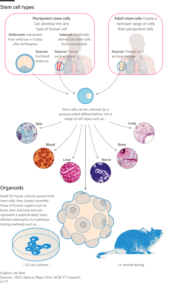 Diagram explaining what stem cells are, their types and sources and how they are used to create organoids for research purposes