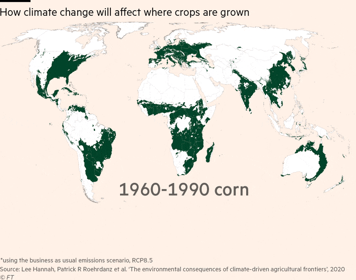 How climate change will affect where crops are grown. Animated maps showing where wheat, corn and rice were grown on average during 1960-1990 and where the crops are likely to be able to grow in 2070. Based on level of agreement between different climate models, using the business as usual emissions scenario, RCP8.5