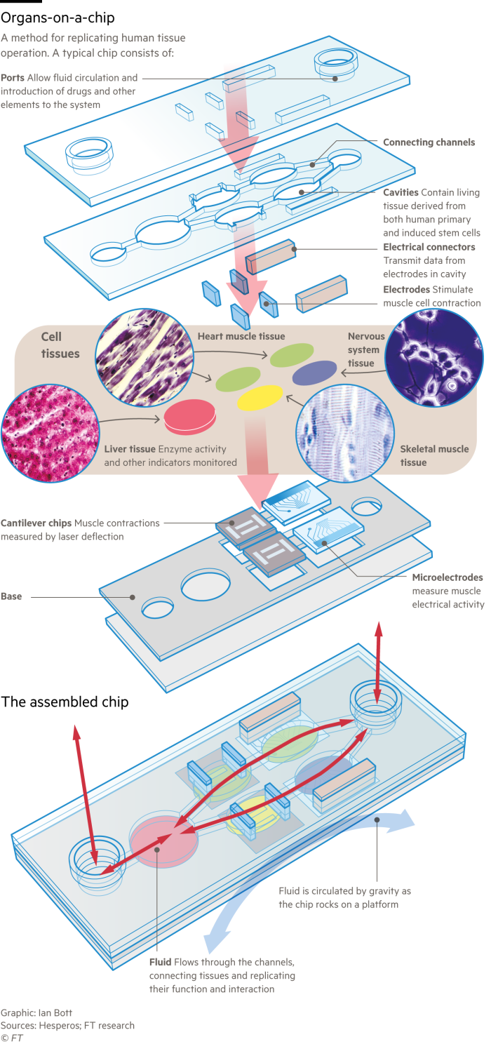Diagram explaining what organs-on-a-chip are and how they work