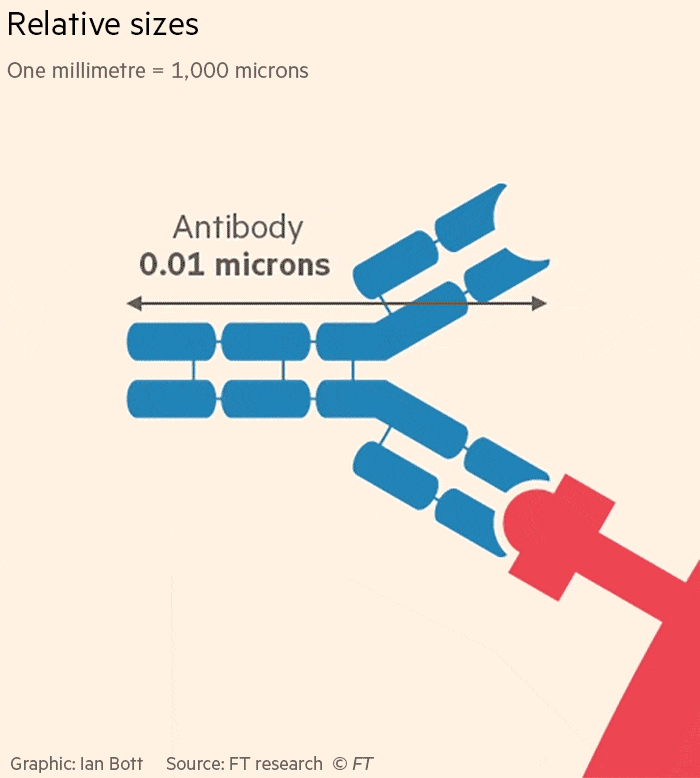 Animated gif showing size comparison between antibodies, viruses and T cells