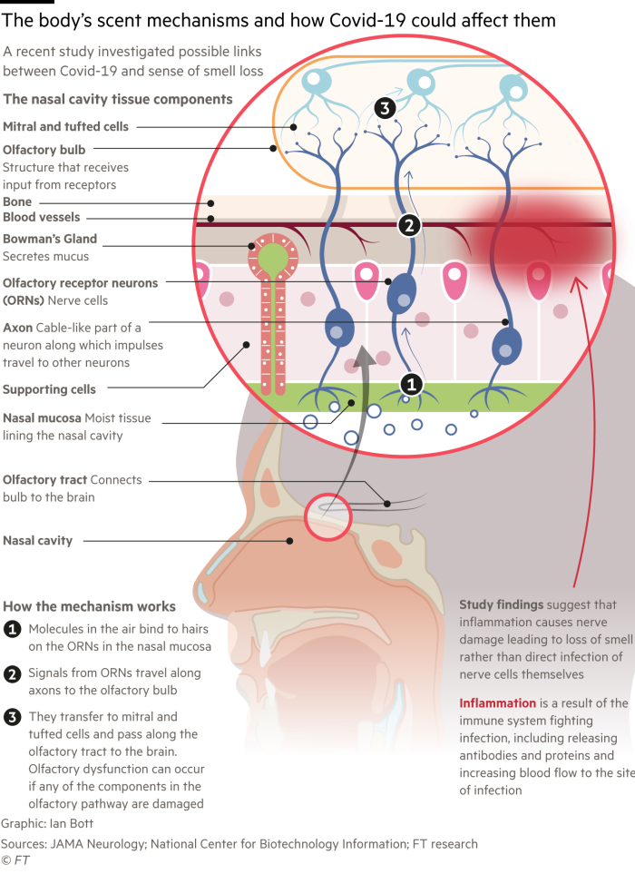 El diagrama muestra los mecanismos olfativos del cuerpo y cómo les afecta el Covid-19, como muestran los resultados de estudios científicos recientes.