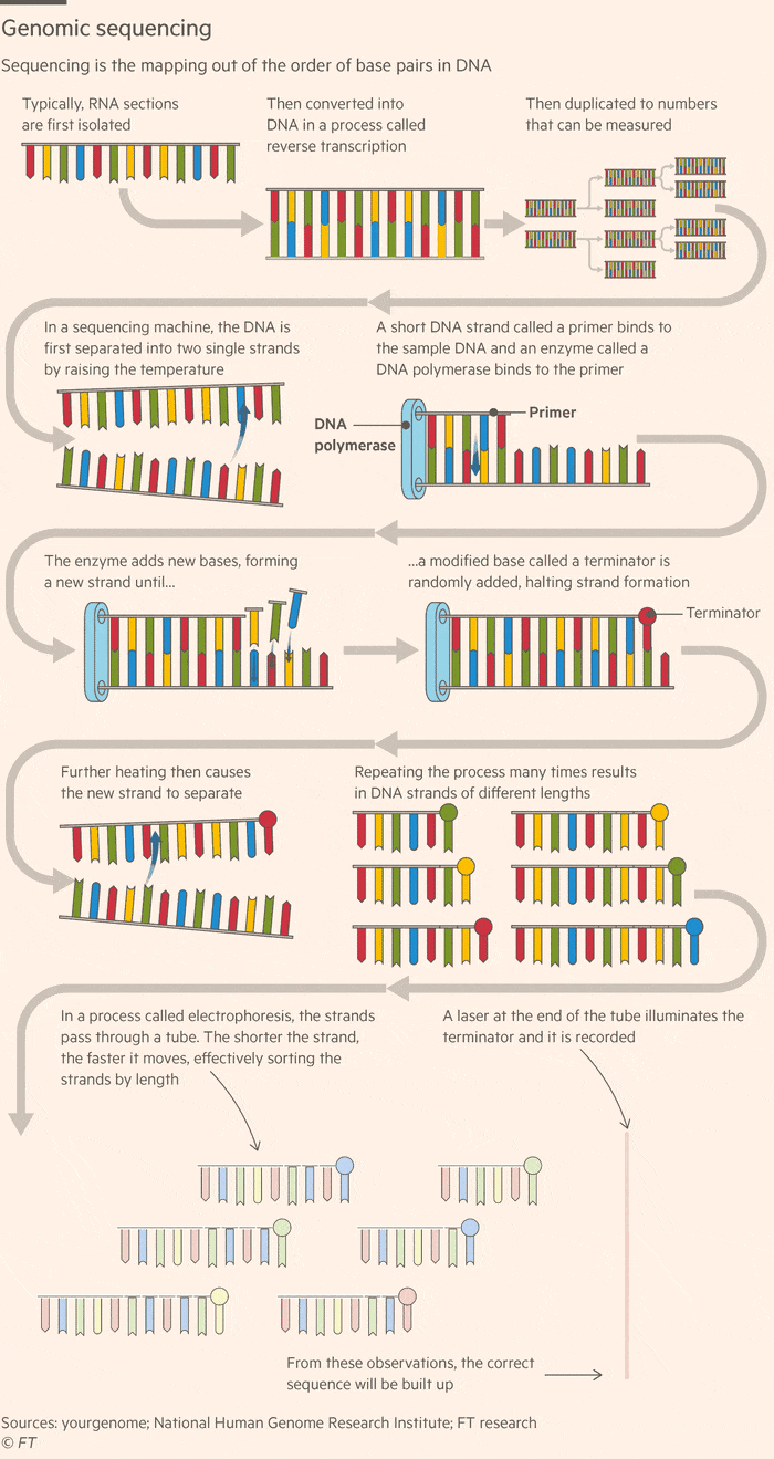 Gráfico informativo que explica el proceso de secuenciación genética