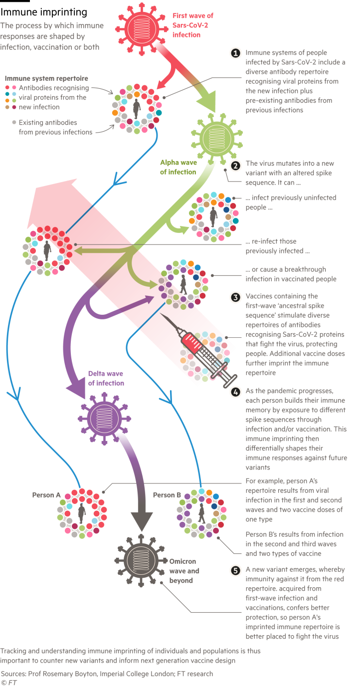 A diagram explaining the concept of immune imprinting and how it works