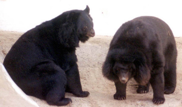 'Goldilocks' expectations increase despite equity bears