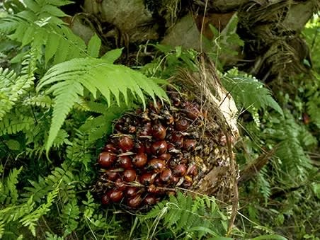 Strong palm oil prices allow MP Evans to increase payout