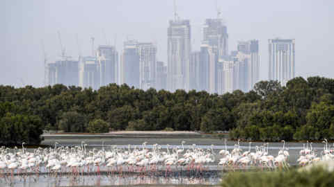 Pink flamingoes feed in the mud flats at the Ras al-Khor Wildlife Sanctuary in Dubai, with the city skyline seen in the background, on August 13, 2019. (Photo by KARIM SAHIB / AFP)KARIM SAHIB/AFP/Getty Images