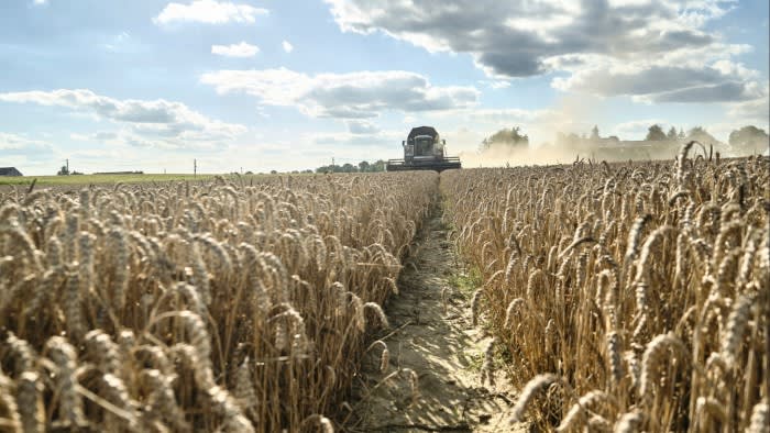 Търговците залагат много на падащите цени на зърното след огромните реколти