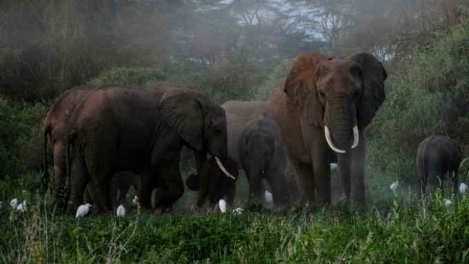Elephants graze in Kimana