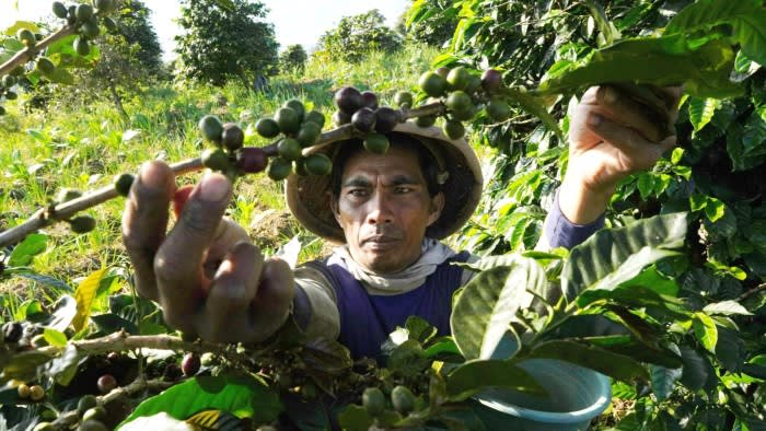 Покачващите се цени на кафето ще натиснат културата на кафенетата в Азия