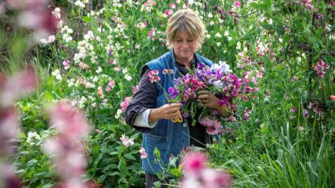 Sarah Raven picking a bunch of sweet pea flowers