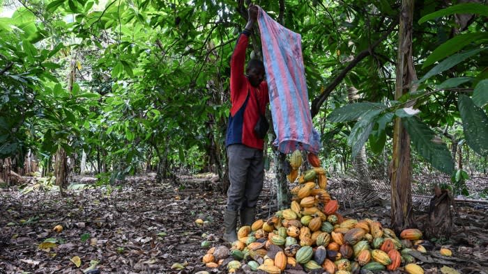 Цените на какаото скочиха до рекордно високо ниво, тъй като Ел Ниньо удари западноафриканските производители
