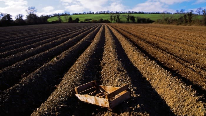 Ирландия е изправена пред риск от сериозен недостиг на картофи