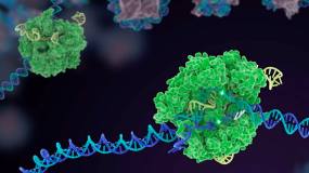 Revolutionary Crispr gene editing speeds from lab to treatment room image