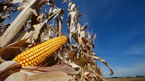 Why companies are rushing to lock corn and wood underground image