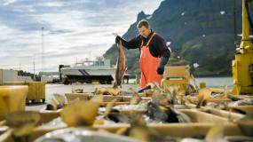 Article image: Can the world sustainably satisfy its hunger for fish?