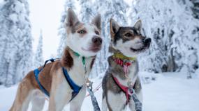 The power of the dog: an Arctic adventure image