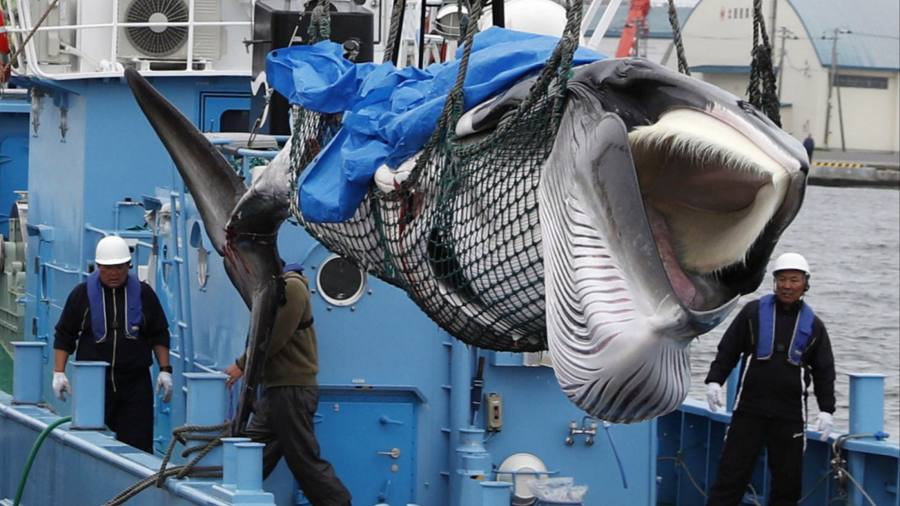 VS stopt met pogingen om taal tegen walvisjacht op te nemen in Indo-Pacific pact