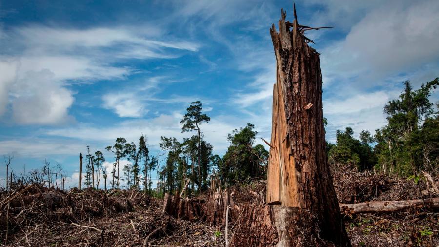 EU-regels voor ontbossing riskeren ‘catastrofale’ gevolgen voor de wereldhandel, zegt ITC-chef