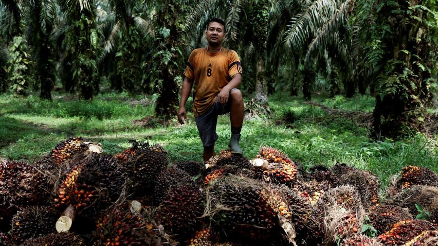 印度尼西亚和马来西亚冻结与欧盟的棕榈油贸易谈判金融时报