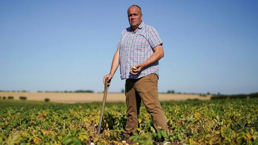 Les agriculteurs se battent pour sauver les récoltes rabougries dans une chaleur record au Royaume-Uni