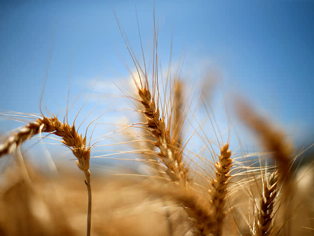 Agronomi: en potensielt lukrativ vei til matsikkerhet