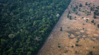 The role banks can play in stopping deforestation